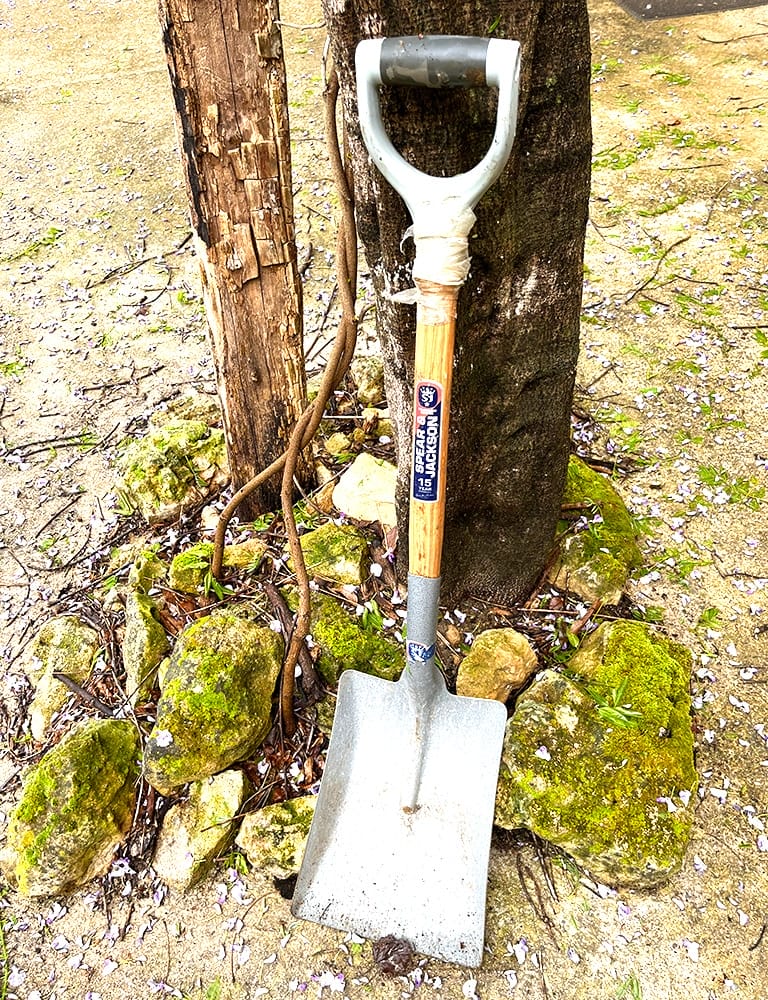 Essential digging tool A shovel leaning against a tree