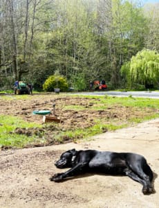 Removing the boulders Removing the boulders from the ground