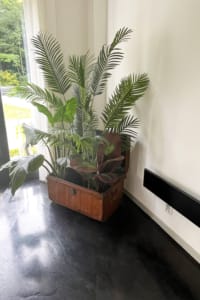 Ferns in wooden corner chest