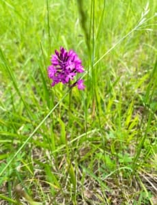Dordogne flora Beautiful purple flower in the French countryside