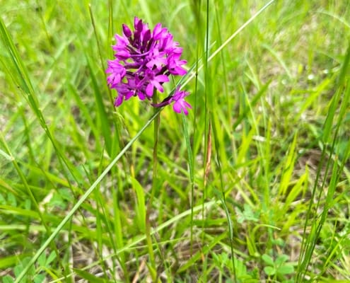 Dordogne flora Beautiful purple flower in the French countryside
