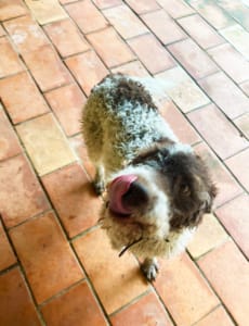 Rigo the dog licking his lips at the thought of truffles