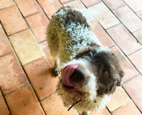 Rigo Rigo the dog licking his lips at the thought of truffles