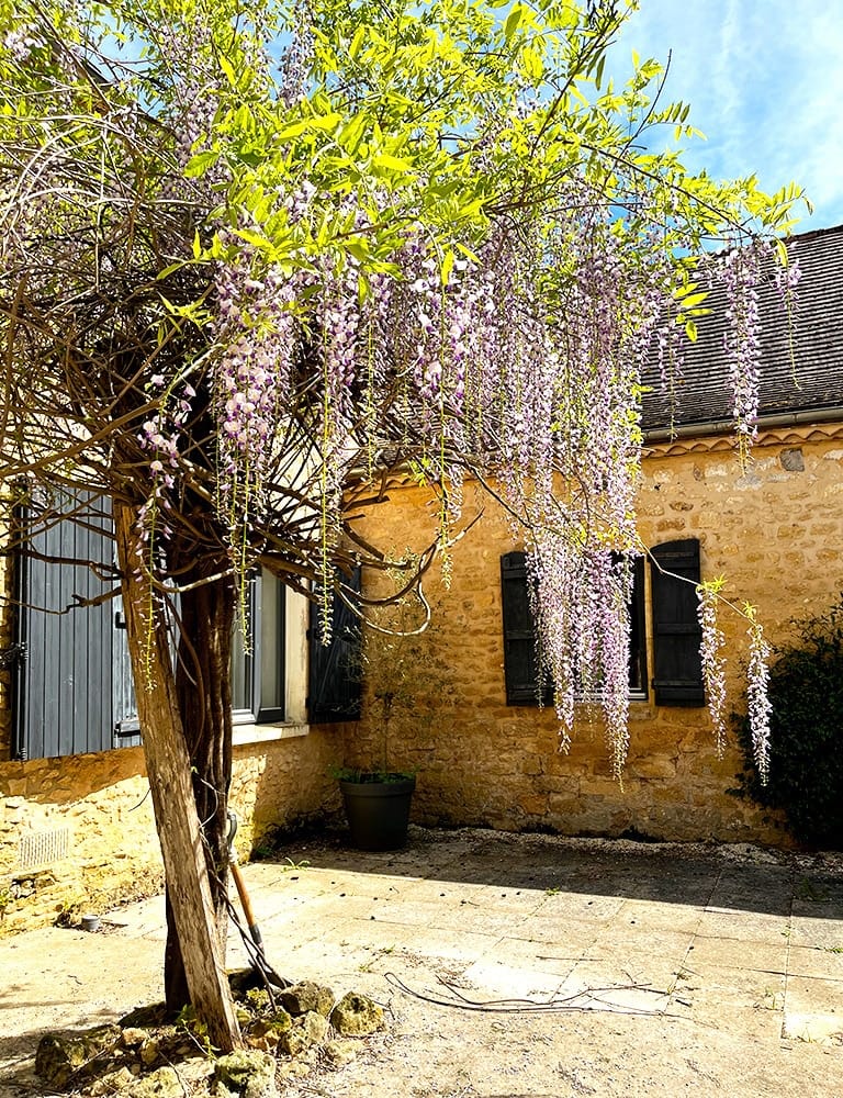 Wisteria around gite Beautiful wisteria trees around the gite