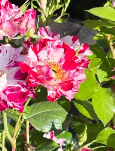 Beautiful French Rose Beautiful French Rose in varied pinks