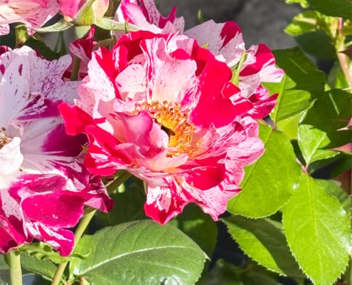 Beautiful French Rose Beautiful French Rose in varied pinks