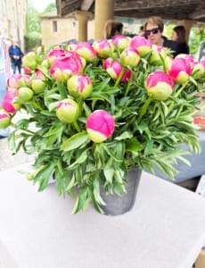 Beautiful flowers in Cadouin Common Peony in a pot at Cadouin