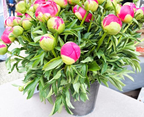 Beautiful flowers in Cadouin Common Peony in a pot at Cadouin