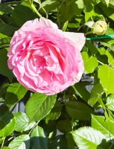 Beautiful pink rose A beautiful pink rose in the gite garden