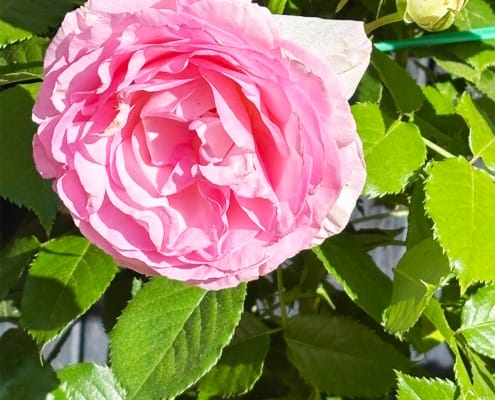 Beautiful pink rose A beautiful pink rose in the gite garden