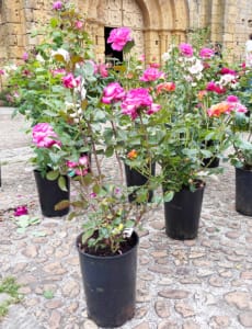 Flowers in pots on cobblestones Beautiful tall pink roses in pots in Cadouin