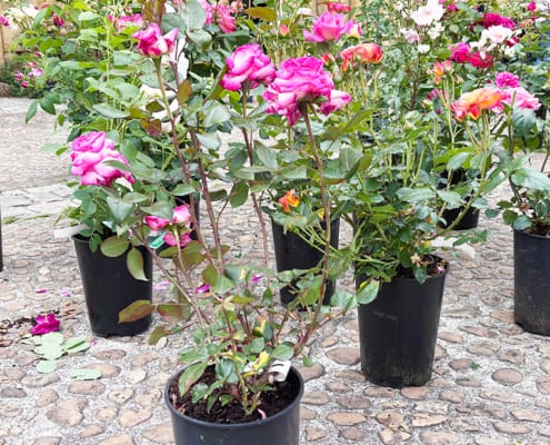 Flowers in pots on cobblestones Beautiful tall pink roses in pots in Cadouin
