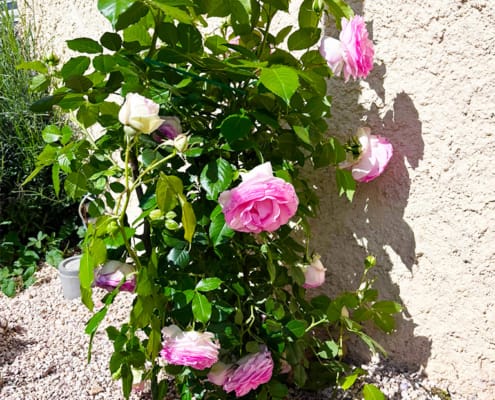 French roses French roses in the garden