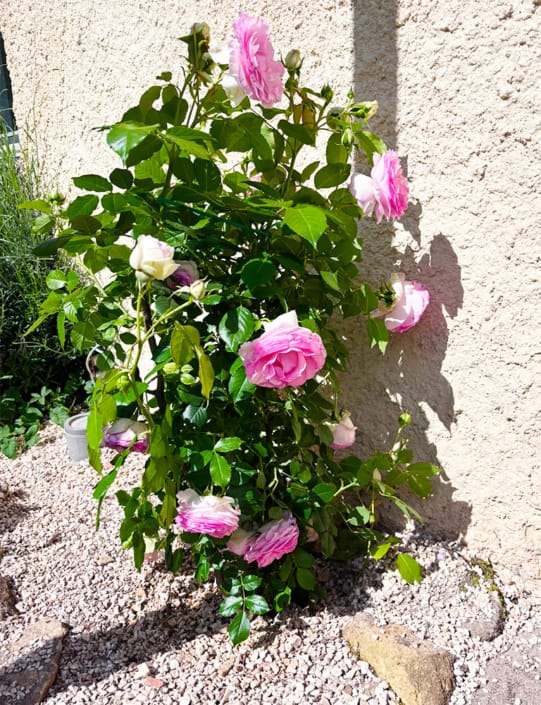 French roses French roses in the garden
