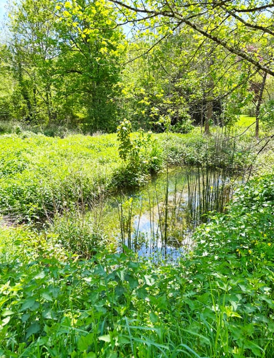 Gite mill pond The gite mill pond