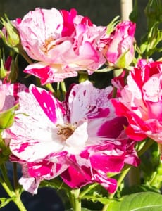 Pink and white roses French pink and white roses in the garden