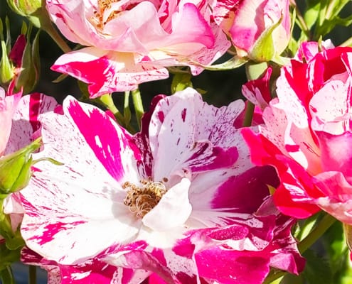 Pink and white roses French pink and white roses in the garden