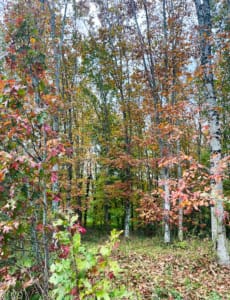Birch trees surrounding the gite Birch trees surrounding the gite