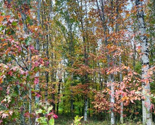 Birch trees surrounding the gite Birch trees surrounding the gite
