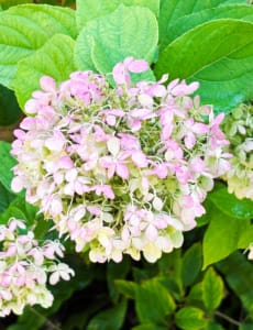 Panicle hydrangea Beautiful pink and white Panicle Hydrangea