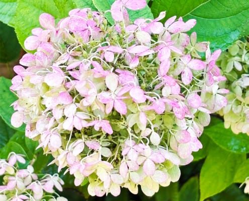 Panicle hydrangea Beautiful pink and white Panicle Hydrangea