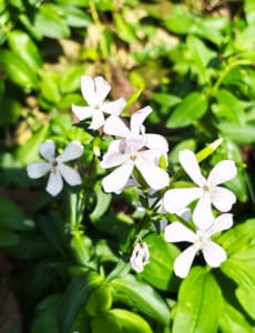 White Soapwort White Soapwort in the Fontalbe garden