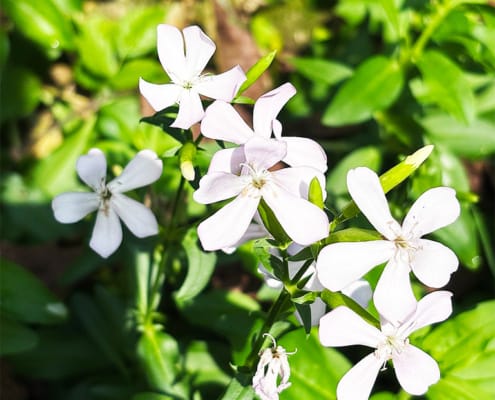 White Soapwort White Soapwort in the Fontalbe garden
