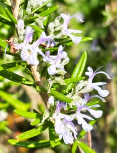 Wild Rosemary Wild Rosemary growing in the Gite garden