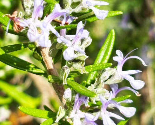 Wild Rosemary Wild Rosemary growing in the Gite garden