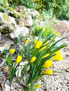 Yellow Crocus Yellow Crocus by the side of the road in France
