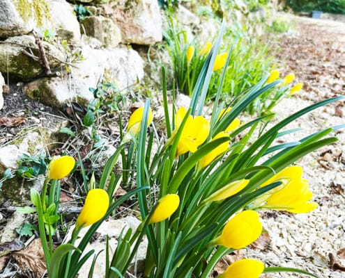 Yellow Crocus Yellow Crocus by the side of the road in France