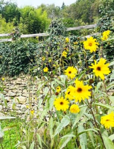Yellow sunflowers Yellow sunflowers growing wild in the Dordogne