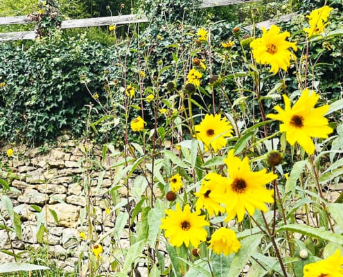 Yellow sunflowers Yellow sunflowers growing wild in the Dordogne